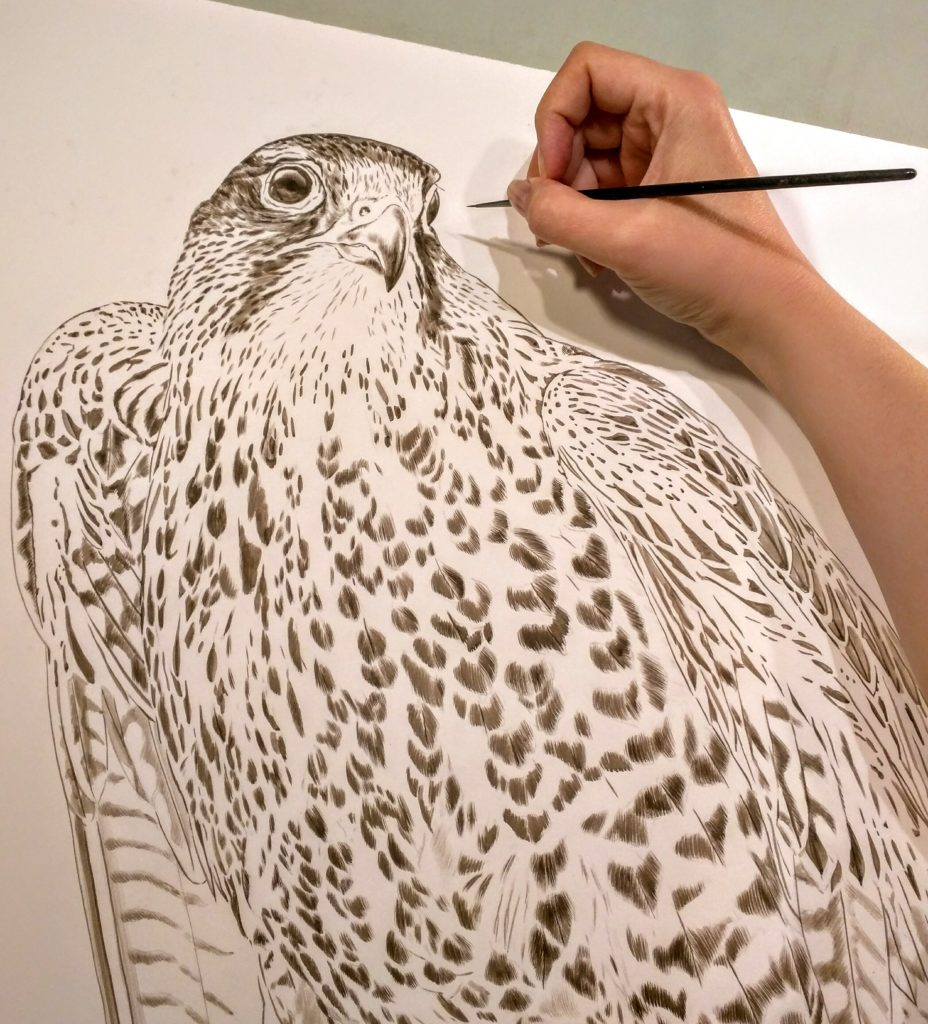 Sepia stage of new falcon paintings, 30x40, Rebecca Latham