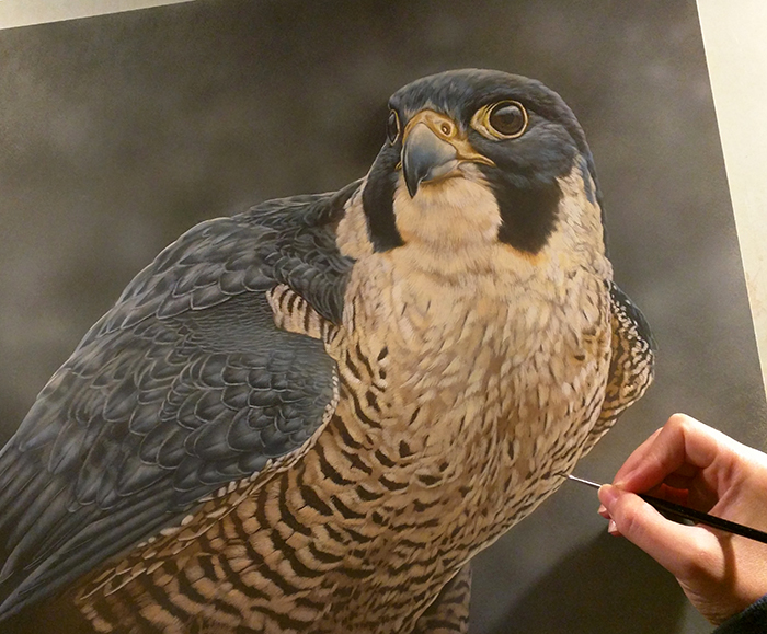 Peregrine Falcon Watercolor Painting - Rebecca Latham