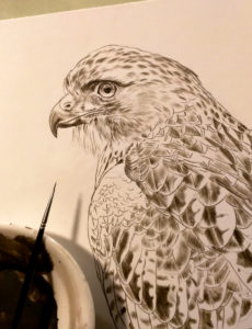 New Red Tail Hawk Painting, 8x10, Sepia Stage, Rebecca Latham