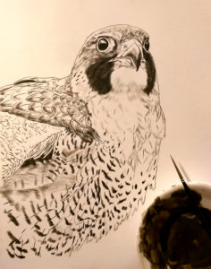 New Peregrine Painting, 9x12, Sepia Stage, Rebecca Latham