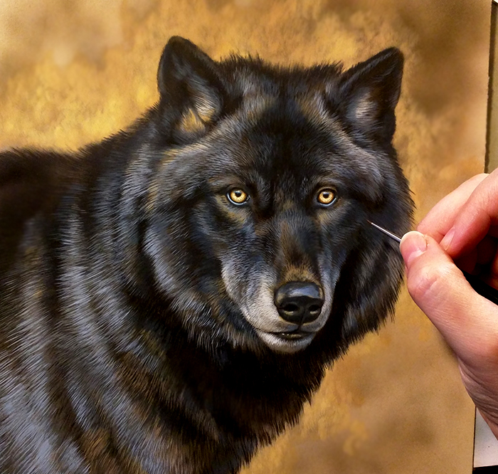 New Black Wolf Painting, 8.5x8.5, work in progress, Rebecca Latham