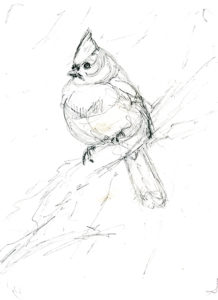 Songbird sketches - Rebecca Latham