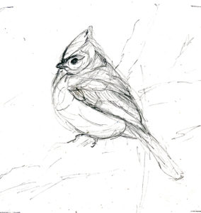 Songbird sketches - Rebecca Latham