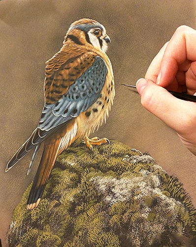 Peek In The Studio – 2016 Paintings: Falcons, Redtail, Egret