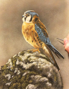 American Kestrel - New Watercolor Painting by Rebecca Latham