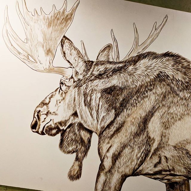 Bull Moose (Presently Untitled) in progress, 20x24in, watercolor on board
