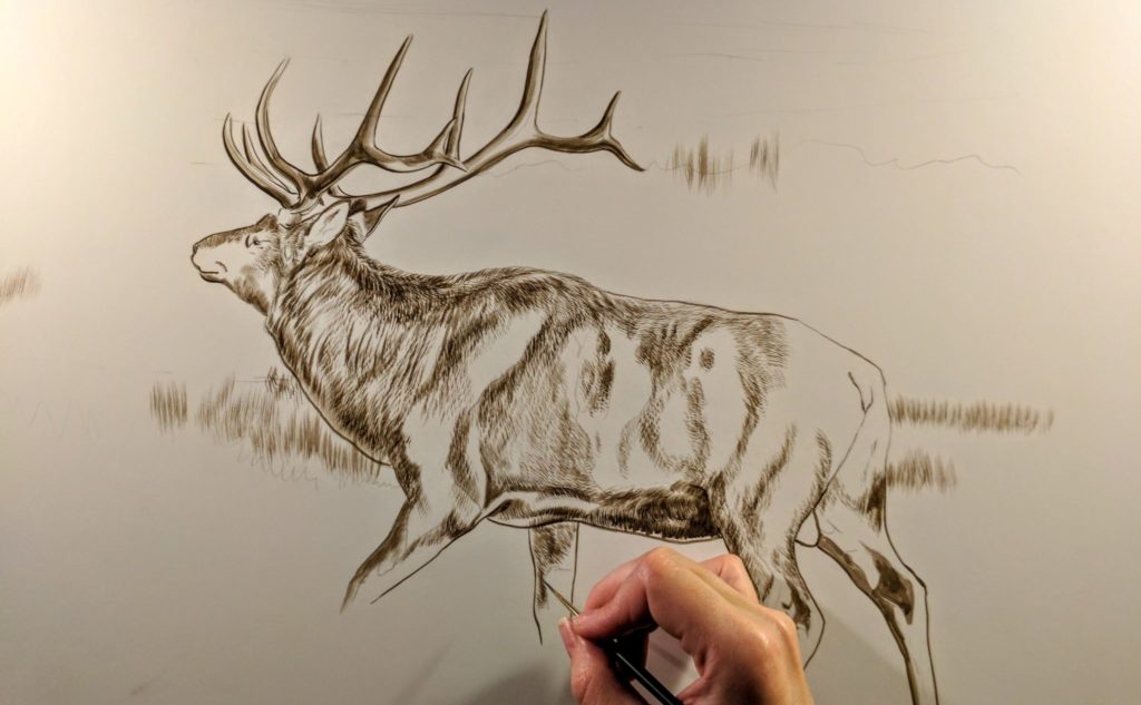 Bull Elk (Presently Untitled) in progress, 18x24in, watercolor on board