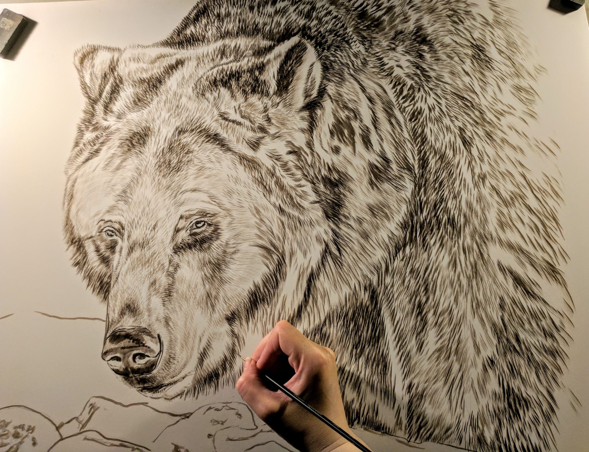Grizzly Bear (Presently Untitled) in progress, 20x24in, watercolor on board, Currently Available