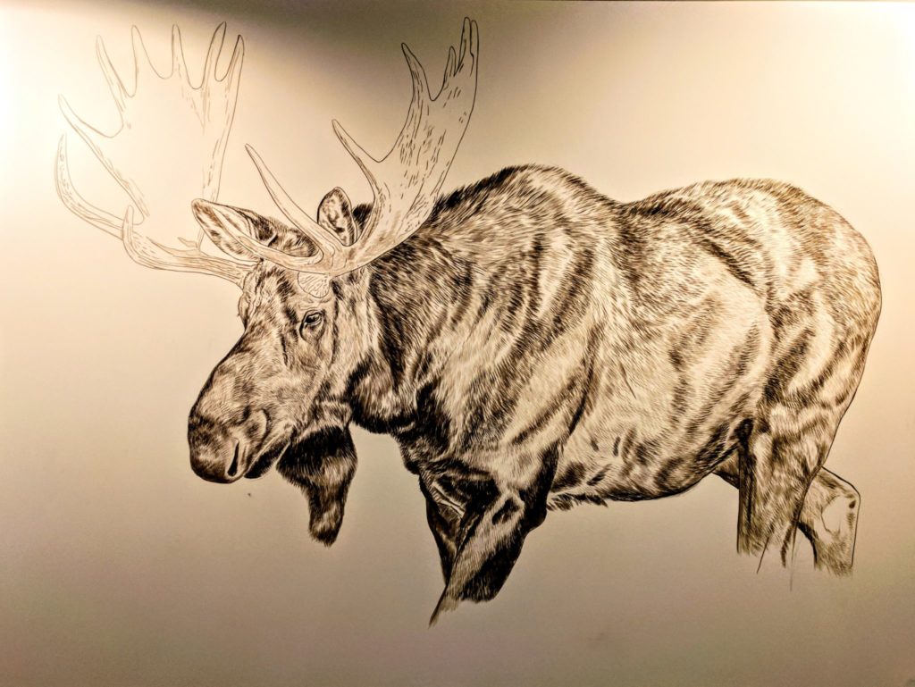 Bull Moose (Presently Untitled) in progress, 30x40in, watercolor on board