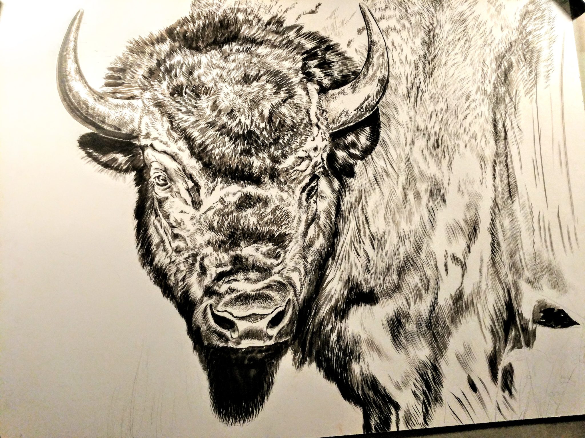 Bull Bison Portrait (Presently Untitled) in progress, 20x24in, watercolor on board