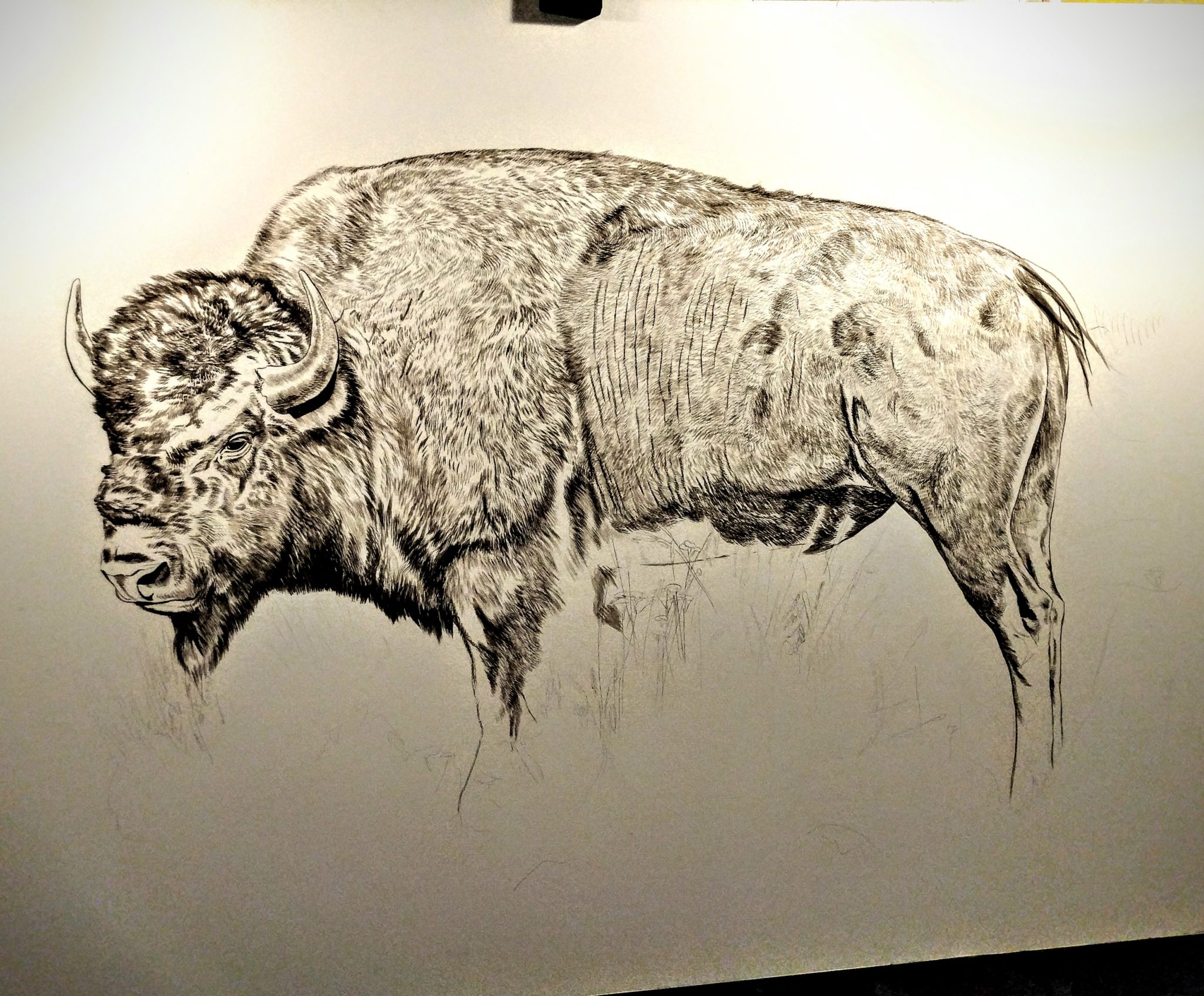 Bull Bison (Presently Untitled) in progress, 36x24in, watercolor on board