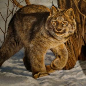 Canadian Lynx watercolor in progress by Rebecca Latham