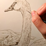 Detail, Trumpeter Swan Pair Work in Progress Sepia Watercolor, Rebecca Latham