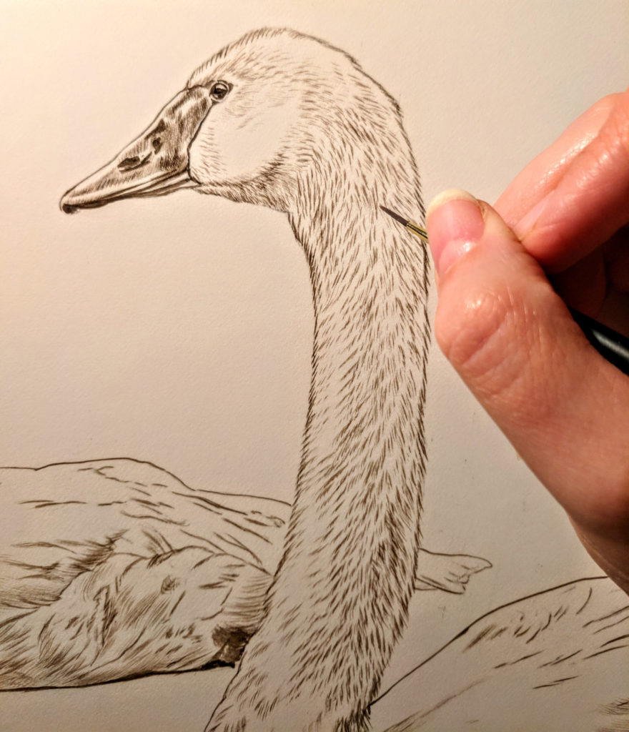 Detail, Trumpeter Swan Pair Work in Progress Sepia Watercolor, Rebecca Latham