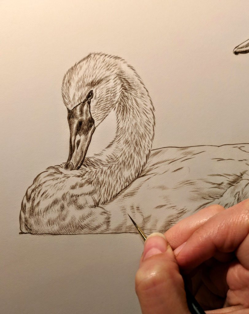 Detail, Trumpeter Swan Work in Progress Sepia Watercolor, Rebecca Latham