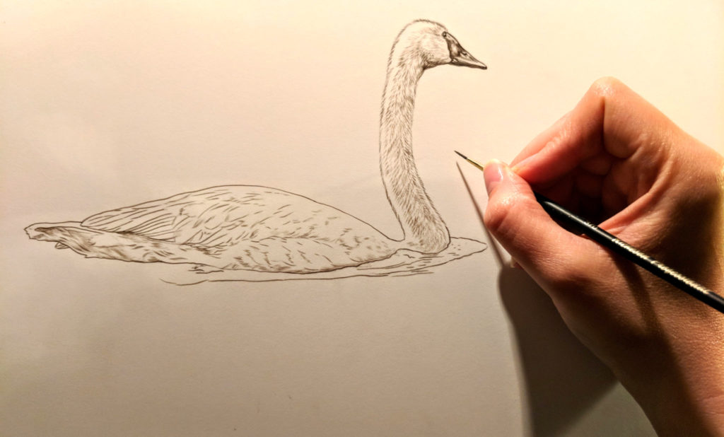 Trumpeter Swan Work in Progress Sepia Watercolor, Rebecca Latham