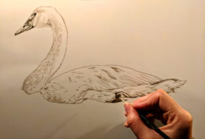 Trumpeter Swan Work in Progress Sepia Watercolor, Rebecca Latham
