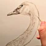 Detail, Trumpeter Swan Work in Progress Sepia Watercolor, Rebecca Latham
