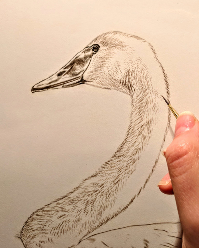 Detail, Trumpeter Swan Work in Progress Sepia Watercolor, Rebecca Latham