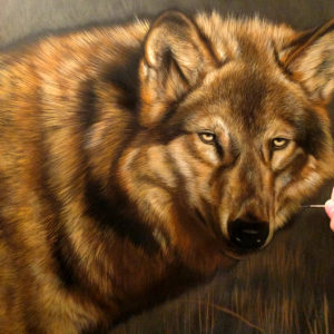 Wolf watercolor work in progress Rebecca Latham
