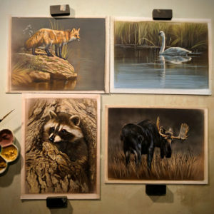 Peek In The Studio – Raccoon, Moose, Trumpeter Swan, & Fox