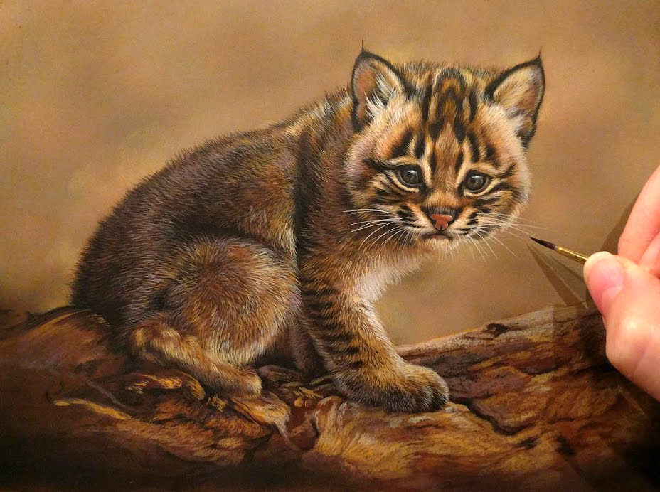 Bobcat Kitten in progress, watercolor on board, 6in x 8in, Rebecca Latham