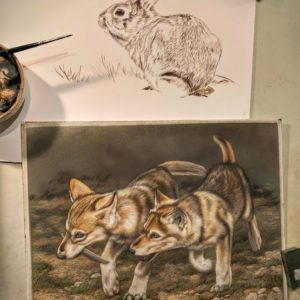 Wolf Pups 9x12, Rabbit 9x12 Sepia, Work in Progress Sepia Watercolor, Rebecca Latham