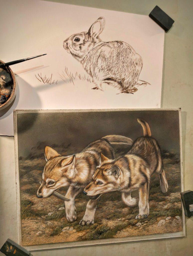 Wolf Pups 9x12, Rabbit 9x12 Sepia, Work in Progress Sepia Watercolor, Rebecca Latham