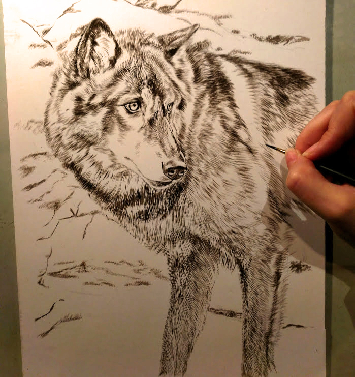 Black Wolf, 9x12, Work in Progress Sepia Watercolor, Rebecca Latham