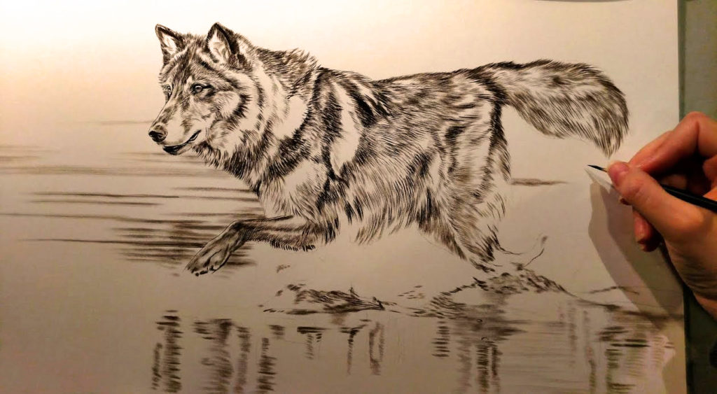 Black Wolf, 10x20, Work in Progress Sepia Watercolor, Rebecca Latham