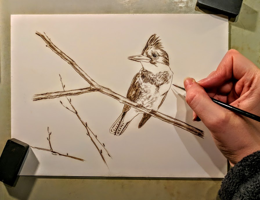 Kingfisher, Work in Progress Sepia Watercolor, Rebecca Latham