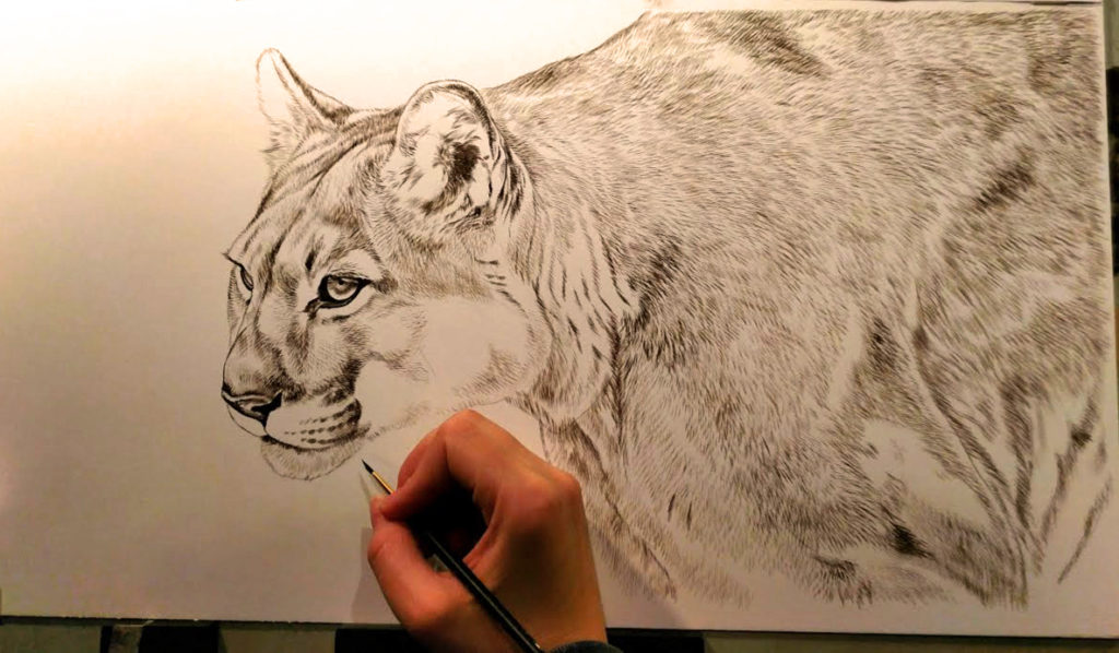 Mountain Lion, 10x20, Work in Progress Sepia Watercolor, Rebecca Latham