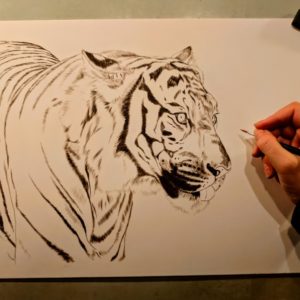 Tiger, Work in Progress Sepia Watercolor, Rebecca Latham