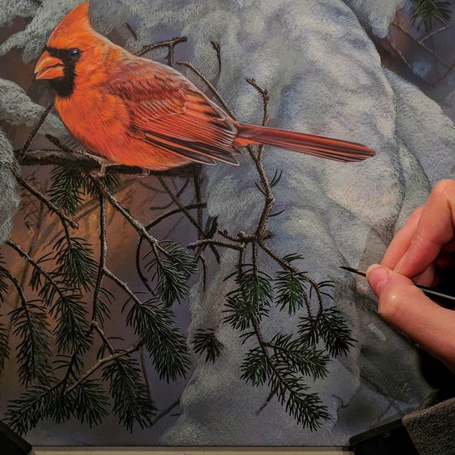 Winter Cardinal, Work in Progress, Watercolor, 10"x10", Rebecca Latham