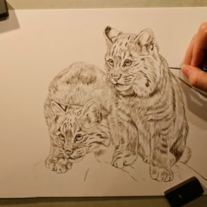 Bobcats, Work in Progress Sepia Watercolor, 9"x12", Rebecca Latham