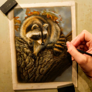 Raccoon, Work in Progress, Watercolor, 6"x8", Rebecca Latham