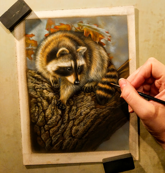Raccoon, Work in Progress, Watercolor, 6"x8", Rebecca Latham