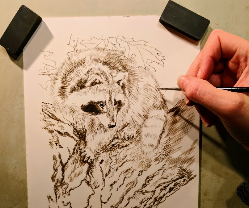 Raccoon, Work in Progress, Sepia Watercolor, 6"x8", Rebecca Latham