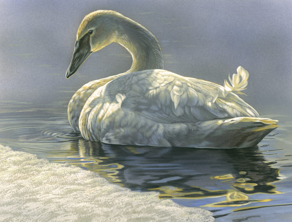 Spring Thaw - Trumpeter Swan