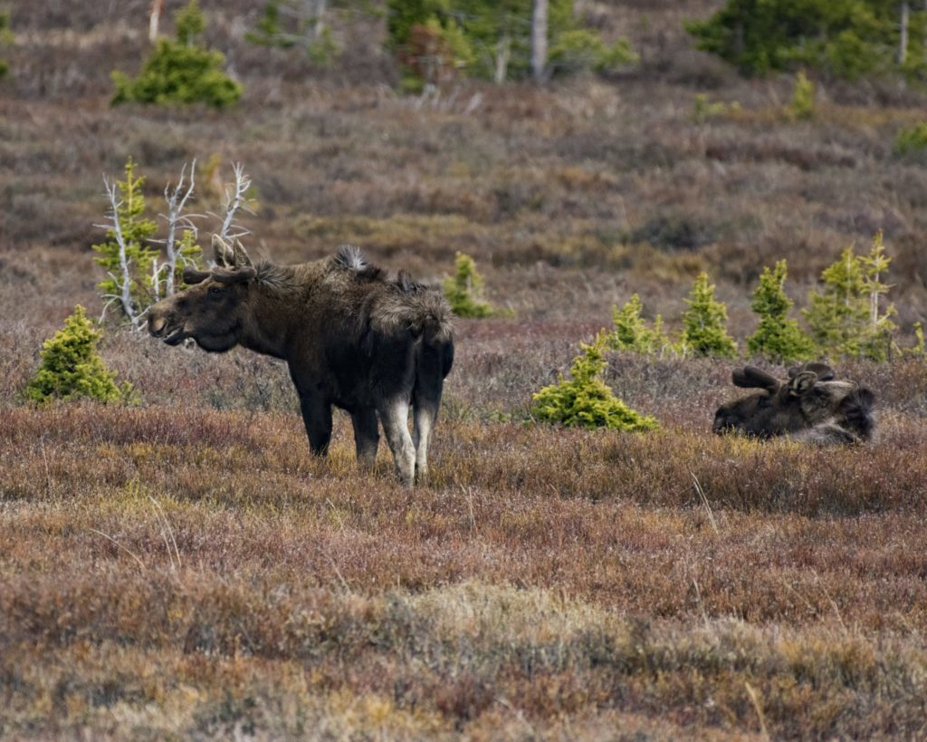 Wyoming Wildlife