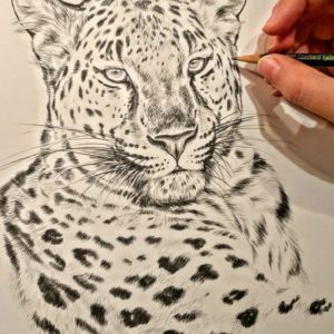 Amur Leopard in Sketch For Survival