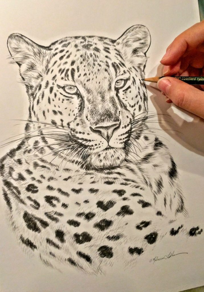 Amur Leopard, graphite on bristol paper, Rebecca Latham
