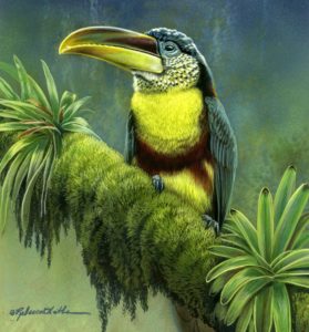 Curl-crested Aracari, Rebecca Latham, Watercolor on board