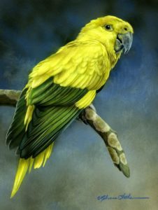 Golden Parakeet, Rebecca Latham, Watercolor on board