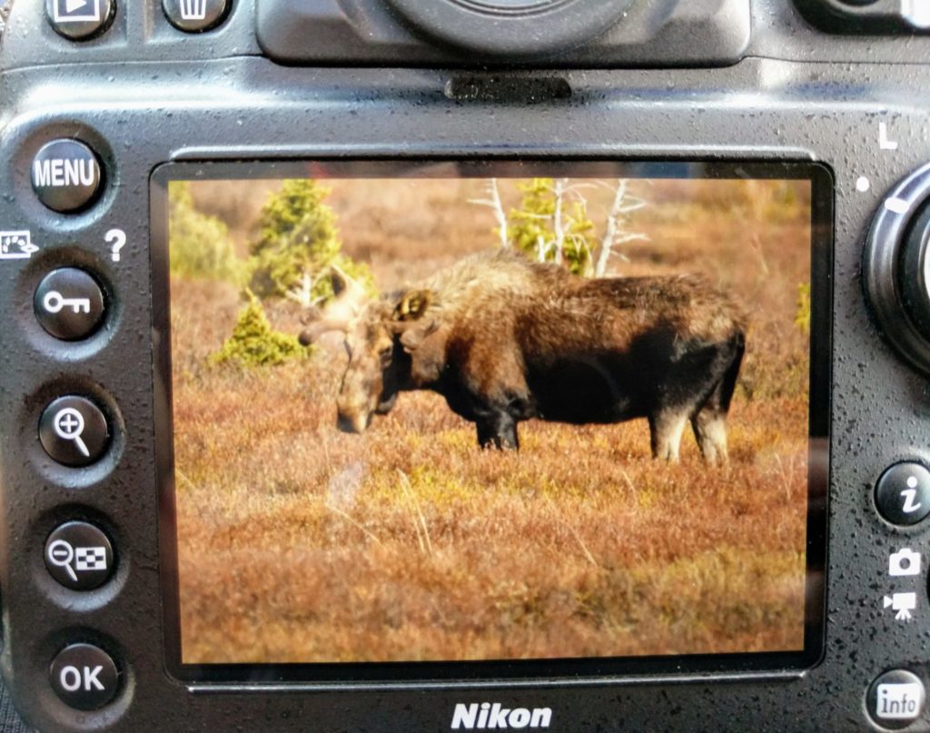 Wyoming Wildlife