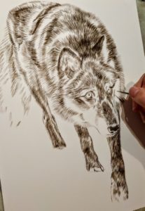 Wolf Sepia Watercolor Underpainting