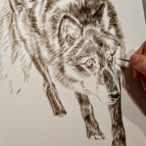Peek In The Studio: Wolves – Rebecca Latham
