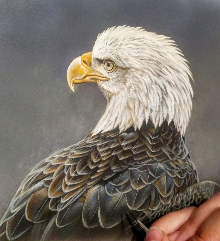 American Bald Eagle, Rebecca Latham, Watercolor on board