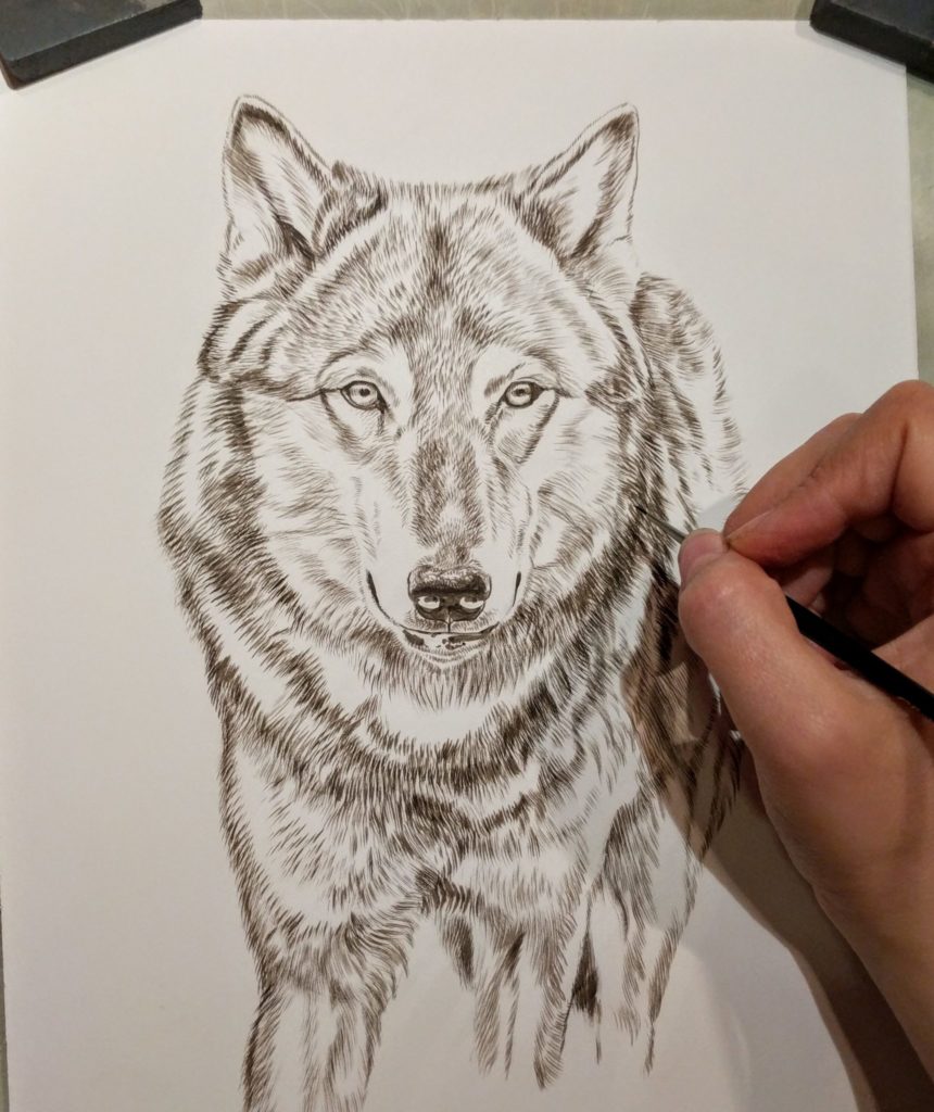 Wolf Sepia Watercolor Underpainting – Rebecca Latham