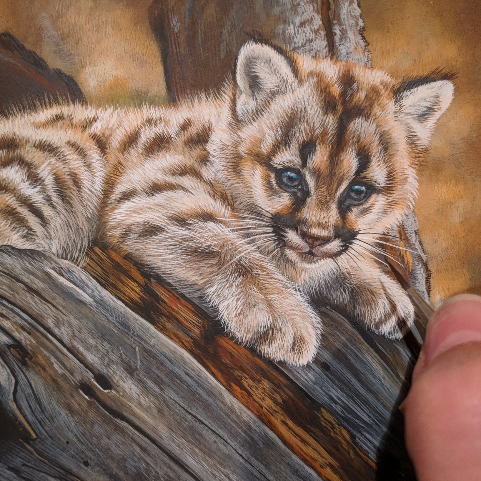Cougar Kitten Watercolor by Rebecca Latham